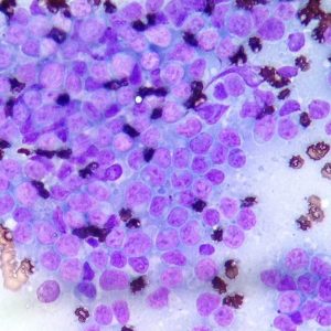 senales-de-cancer-en-gatos