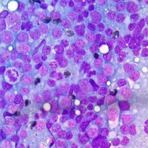 citologia-diagnostica-veterinaria